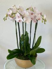 Orchid Extravaganza 