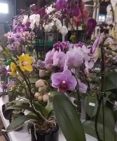 Orchid Extravaganza  Potted Plant