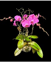 Orchid Fantasy 