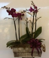 Orchid Garden