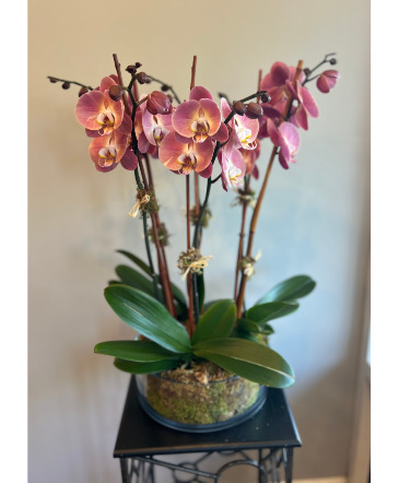 Orchid Garden  in Darien, CT | DARIEN FLOWERS