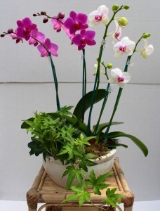 Orchid and ivy Garden 