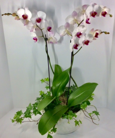 Double Orchid Garden
