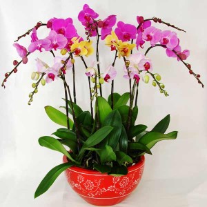 Orchid Garden Blooming Plants