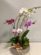 Orchid Garden Flowering Plant