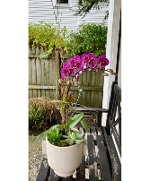 Orchid Garden Flowering Plant
