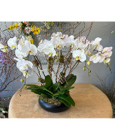 Orchid Garden Flowering Plant
