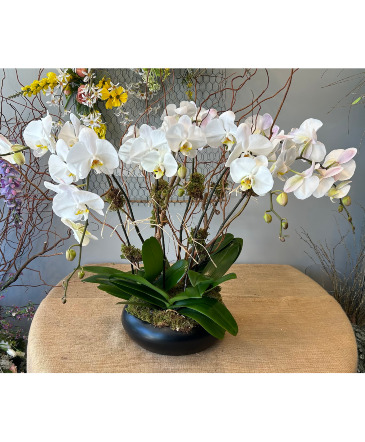 Orchid Garden Flowering Plant in Darien, CT | DARIEN FLOWERS