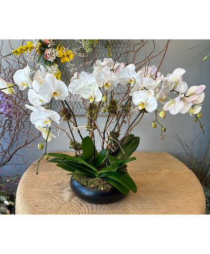 Orchid Garden Flowering Plant