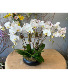 Orchid Garden Flowering Plant