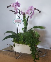 Orchid garden in wheel barrel  Plants