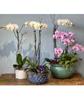 Orchid Garden Phalaenopsis Orchid