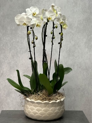 Orchid Garden Plant