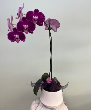 Orchid Grace Modern Plant