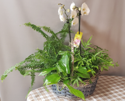 Orchid & Greens Plant Basket