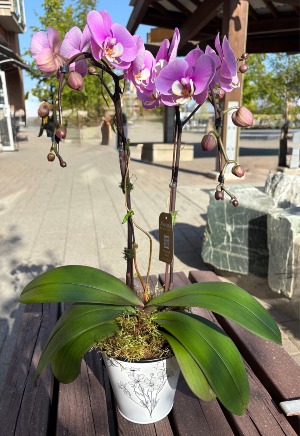 Orchid Happy! orchid plant