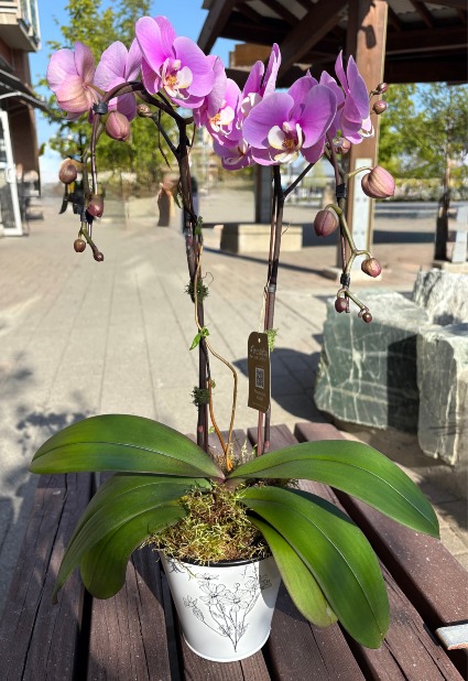 Orchid Happy! orchid plant