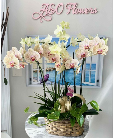 Orchid Harmony Basket  in Sugar Land, TX | BOUQUET FLORIST