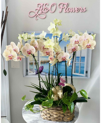 Orchid Harmony Basket