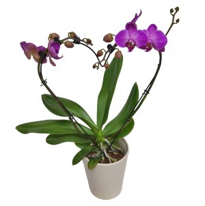 Orchid Heart plant
