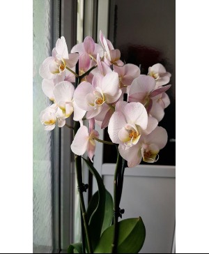 Orchid Topiary Plant