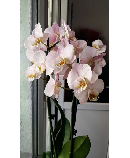 Orchid Heart Topiary Plant