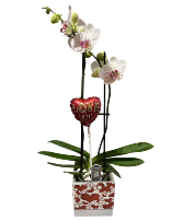 Orchid hearts Planter