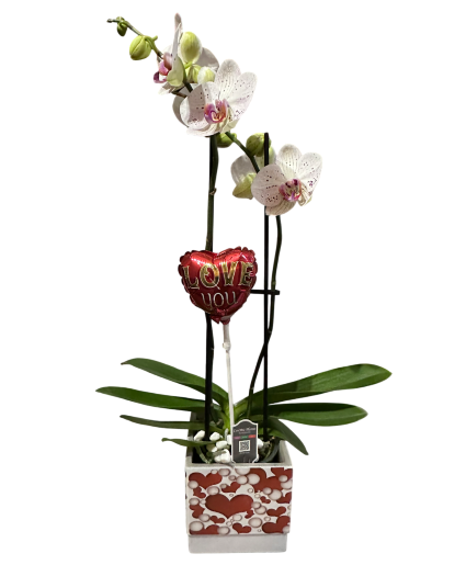 Orchid hearts Planter