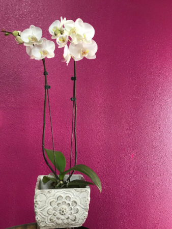 Orchid in a ceramic container 