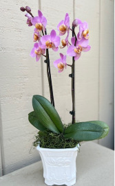Orchid in a Designer Ceramic Pot 