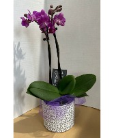 Orchid in a Vase Planter