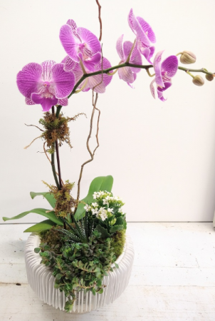 Orchid in Artistic Ceramic Modern Container 