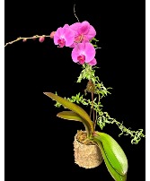Orchid in Birch Vase 