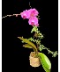 Orchid in Birch Vase 