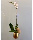 Orchid in Modern Gold Pot 