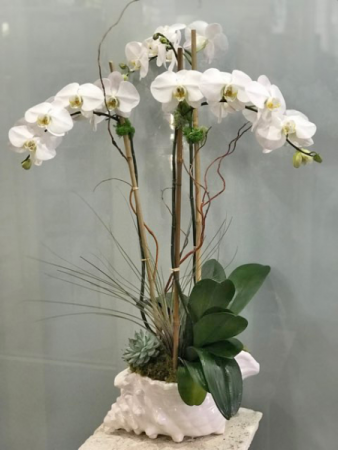 orchid in shell plants
