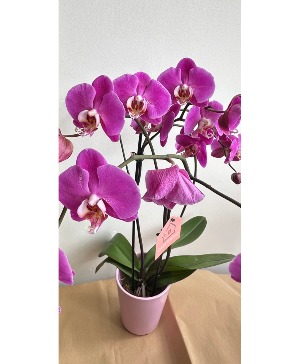 Orchid in Special Mother's Day Vase  Planter