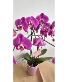 Orchid in Special Mother's Day Vase  Planter