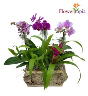 Orchid Island Orchid Plant 
