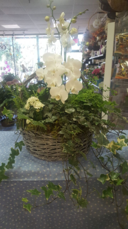 Orchid & Ivy Flowering Basket