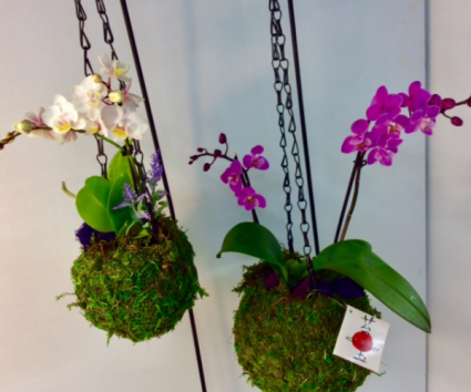 Orchid Kokedama Ball