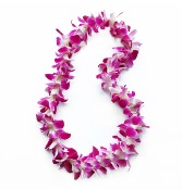 Orchid  Lei