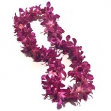 Fuchsia  Orchid Leis 10 days Notice Required 