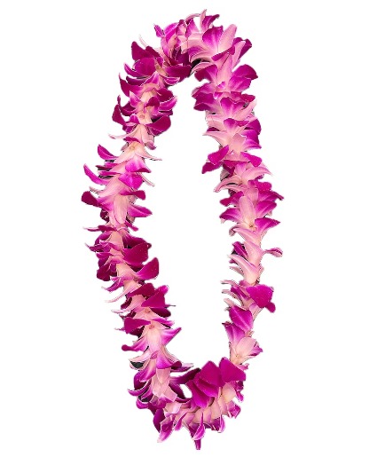 Graduation Orchid   Leis   ((SOLD OUT))  Single Sonia Orchid Leis In A Clear Presentation  Box (( PICKUP ONLY ))  