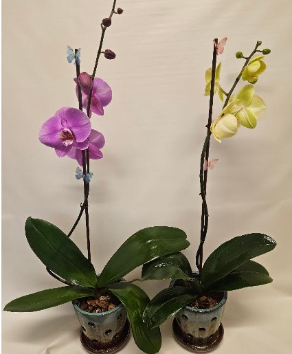 ORCHID LIVE PLANT