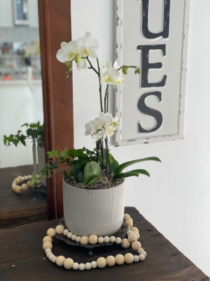 Orchid Living Plants