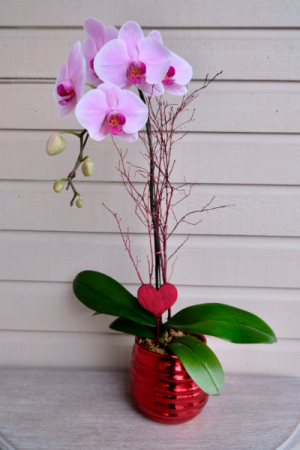 Orchid Love