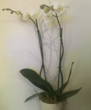 Orchid love Orchid Plant designers choice