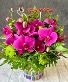 Orchid Luxe Celebration 