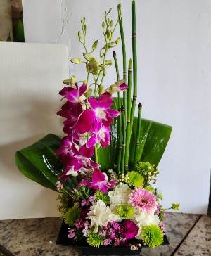 Orchid Mix  Everyday